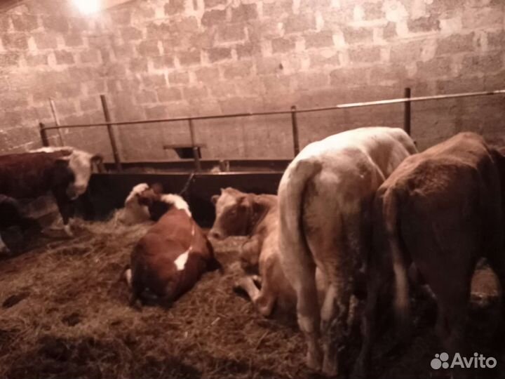 Телята бычки