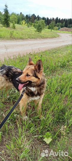 Метис овчарки