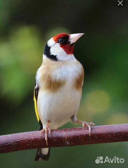 Клетка Triol 6112G золотая