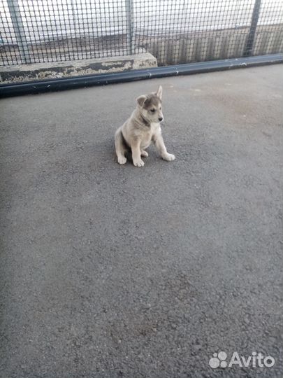 Отдам бесплатно щенка