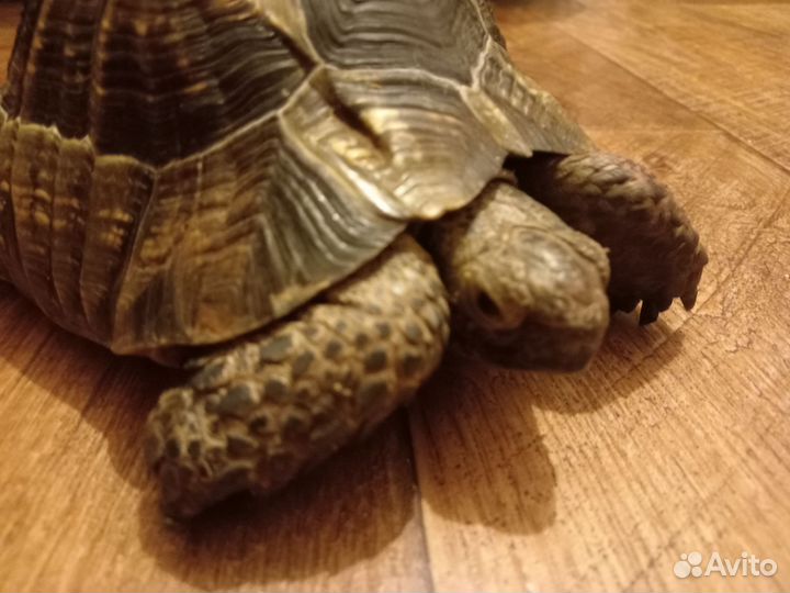 Черепаха сухопутная