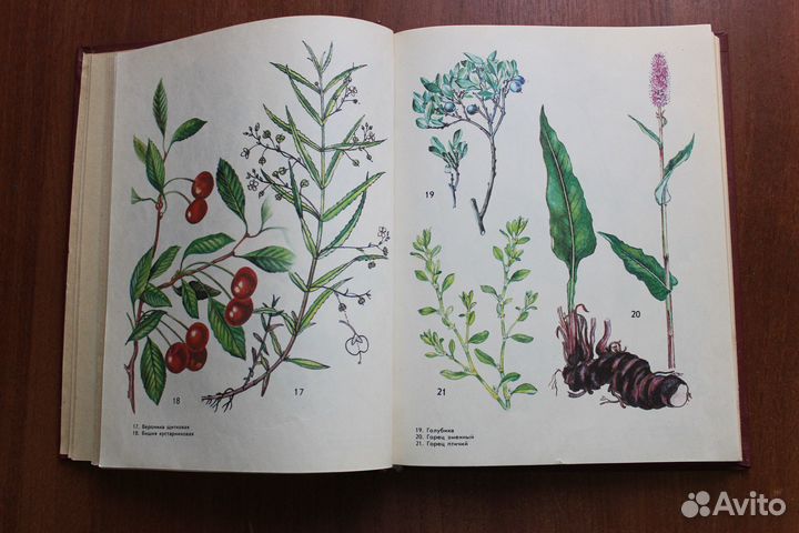 Дикорастущие пищевые растения