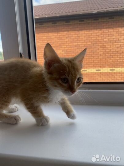 Котенок в дар