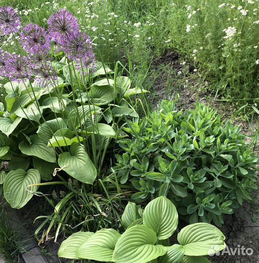 Очиток розовый