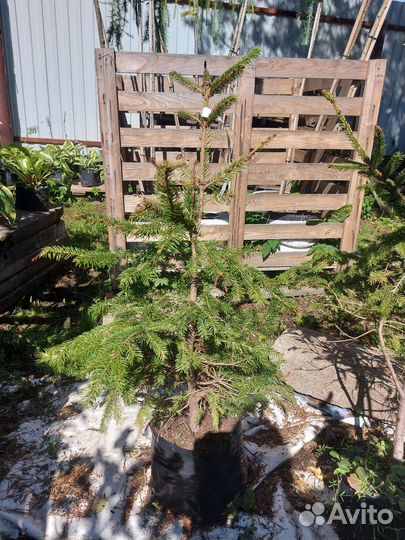 Picea abies Acrocona Golden С 20 80-100см