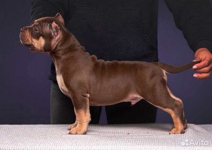 Американские були