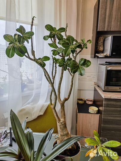 Цветы, здоровые, большие