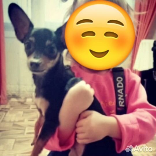 Мини той-терьер