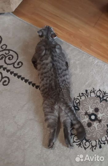 Британская кошка в дар