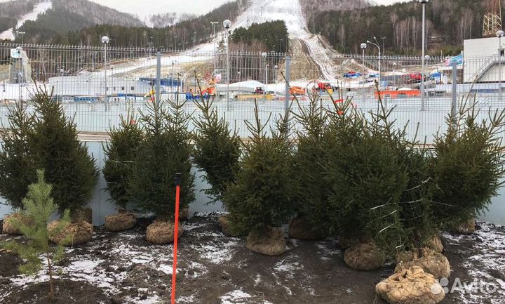 Сибирская ель экстра класс. Саженцы