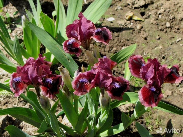 Ирисы карликовые