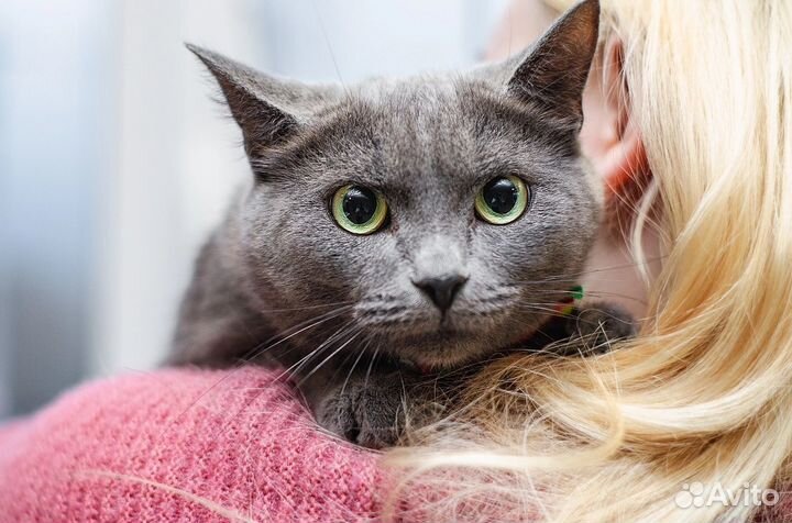 Русская голубая Шеба