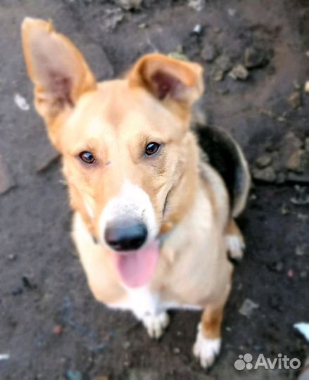 Неунывающий Джек, ждет свою семью