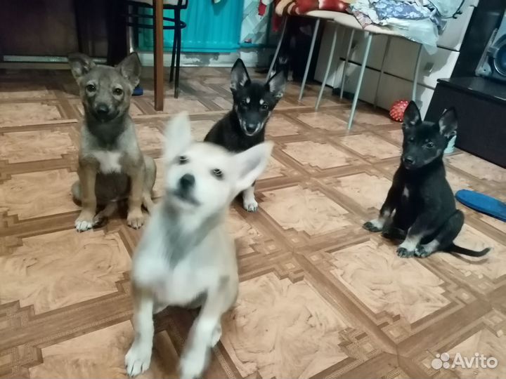 Щенки бесплатно