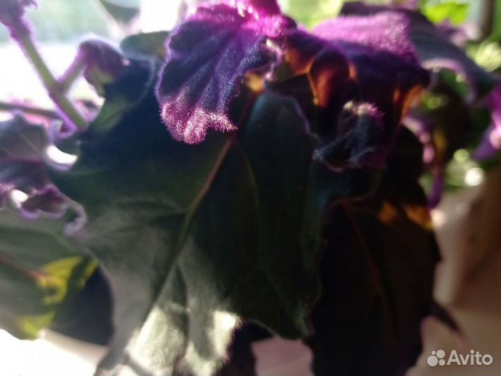 Обмен-генура,сингониум,хлорофитум, маранта