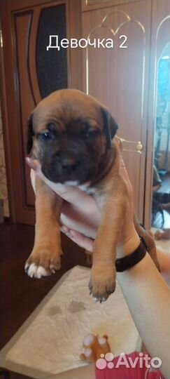 Продаются щенки американского питбуля