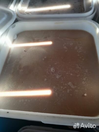 Мед алтайский оптом