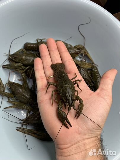 Живые раки с доставкой Абакан