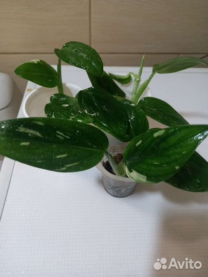 Филодендрон бурле макс вариегатный