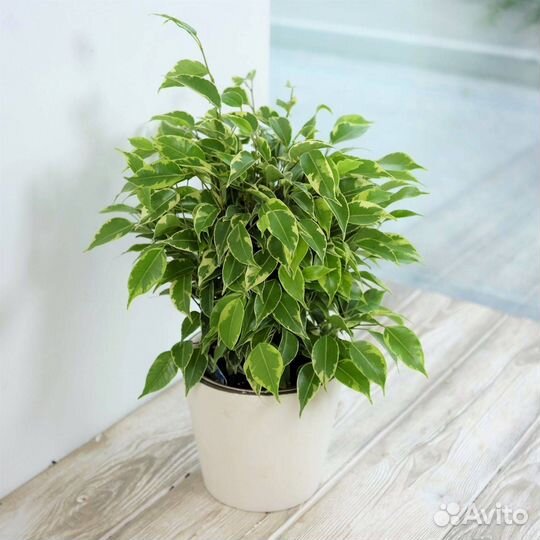 Фикус бенджамина