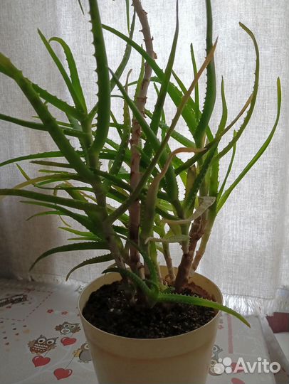 Алоэ (столетник)