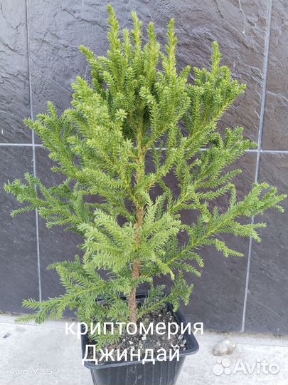 Криптомерия японская