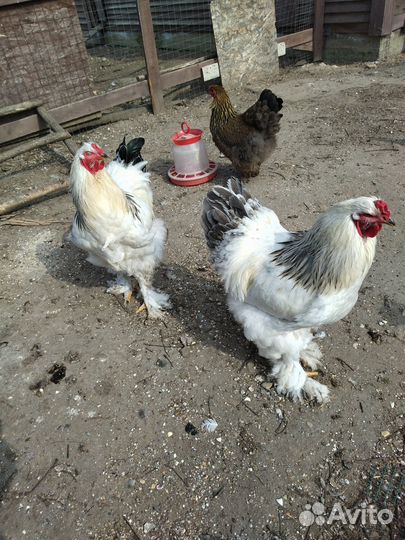 Петух брама