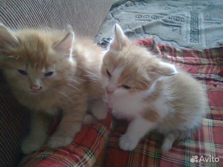 Очаровательные котята с доставкой