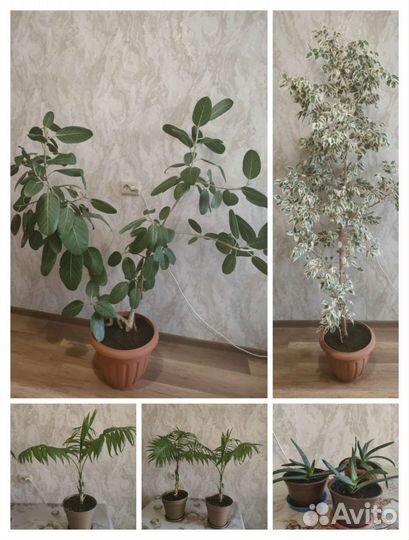 Фикус, пальма, алоэ, кактус