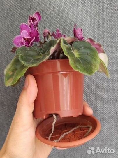 Фиалка Ma's Melody Girl