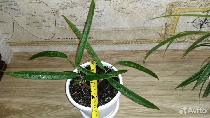 Фикус Али Ивовый Узколистный Разные в горшках