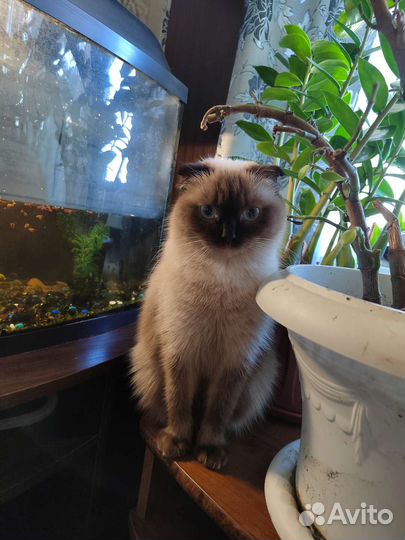 Кошка вислоухая для вязки