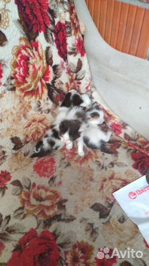 Нужен дом котосемье