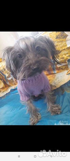 Йоркширский терьер