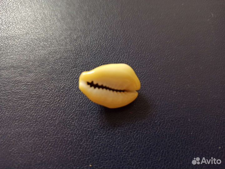 Морская раковина