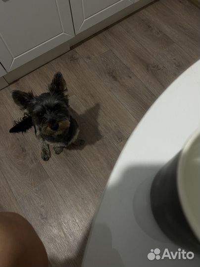 Собака йоркширский терьер