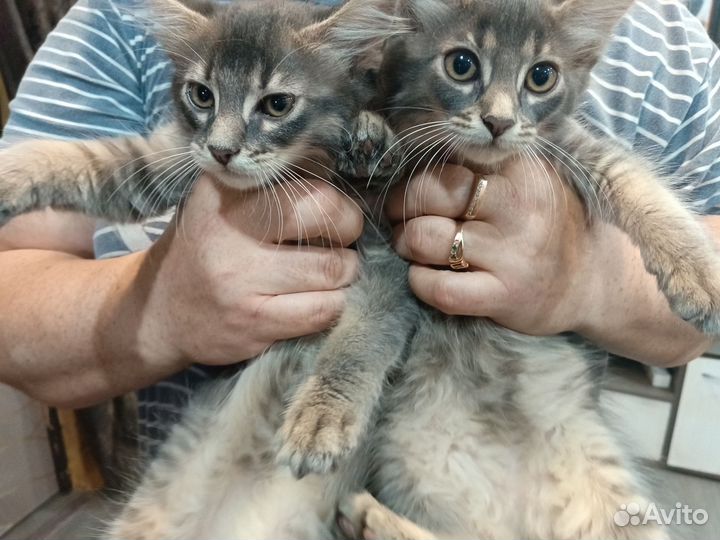 Котята вы добрые руки