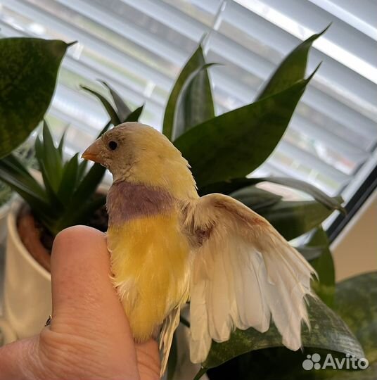 Амадина гульда самка