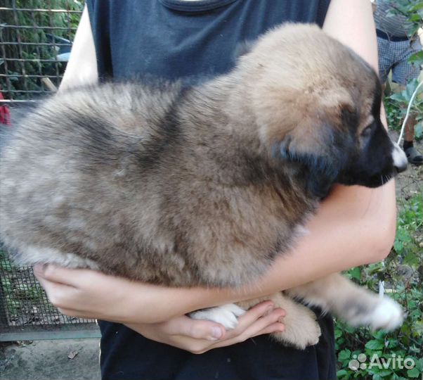Щенок-девочка в добрые руки бесплатно
