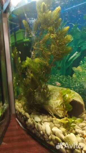 Аквариумные водоросли