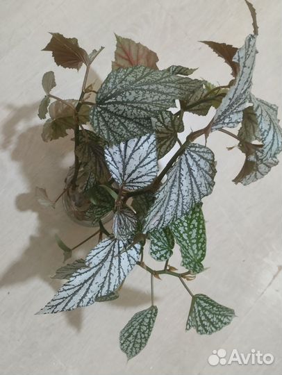 Бегонии сортовые