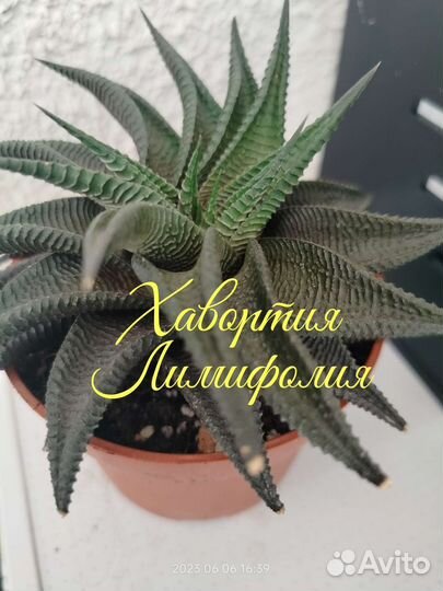 Растения комнатные