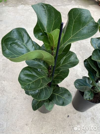 Фикус Лирата Бамбино