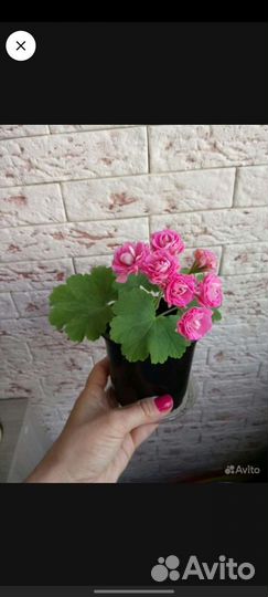 Пеларгония герань