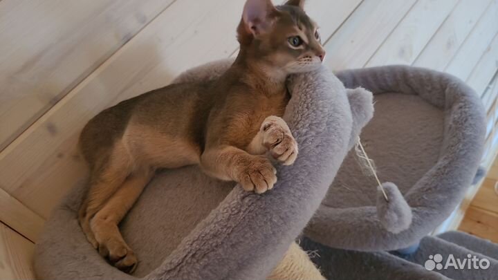 Абиссинская