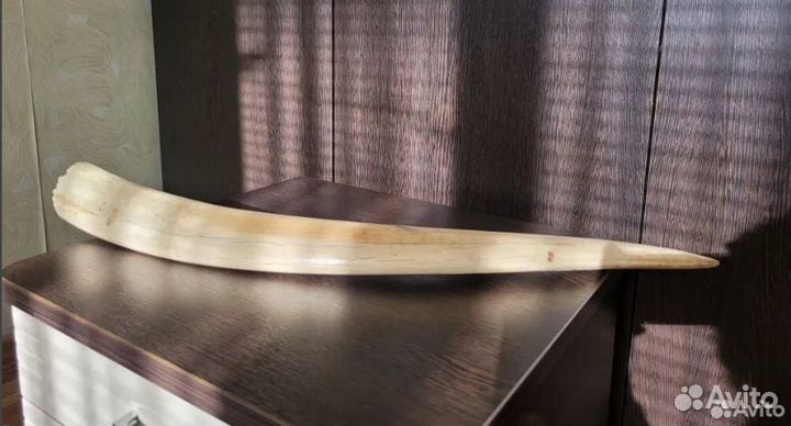 Бивни моржа имитация 2 шт