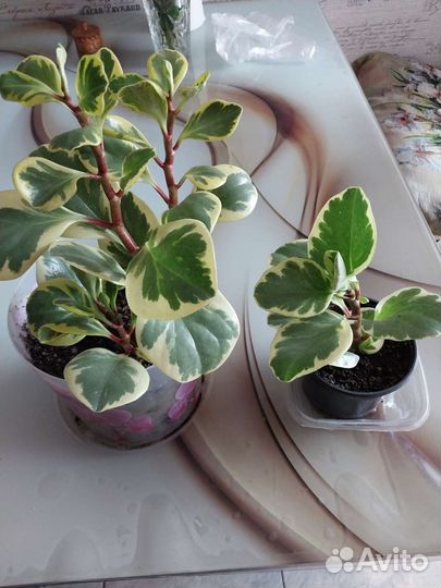 Продам цветы комнатные