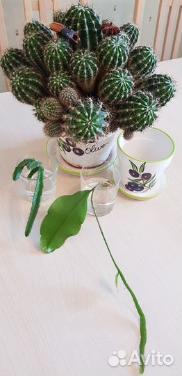 Комнатные цветы кактус стапелия эпифиллум