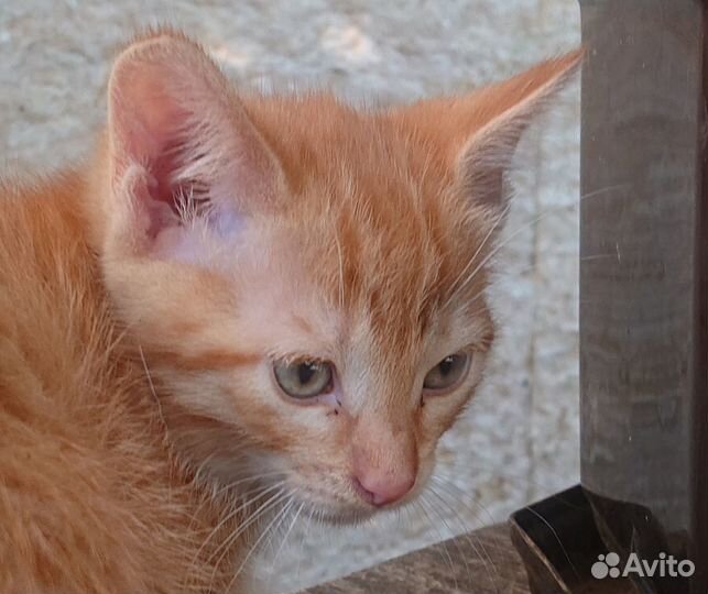 Котёночек