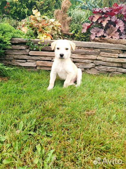 Маленькие собачки щенята